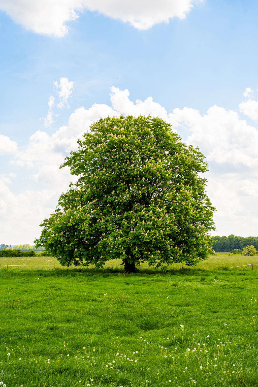 Zondag 21 Juni | Vaderdag Creatieve Workshop & Picknick