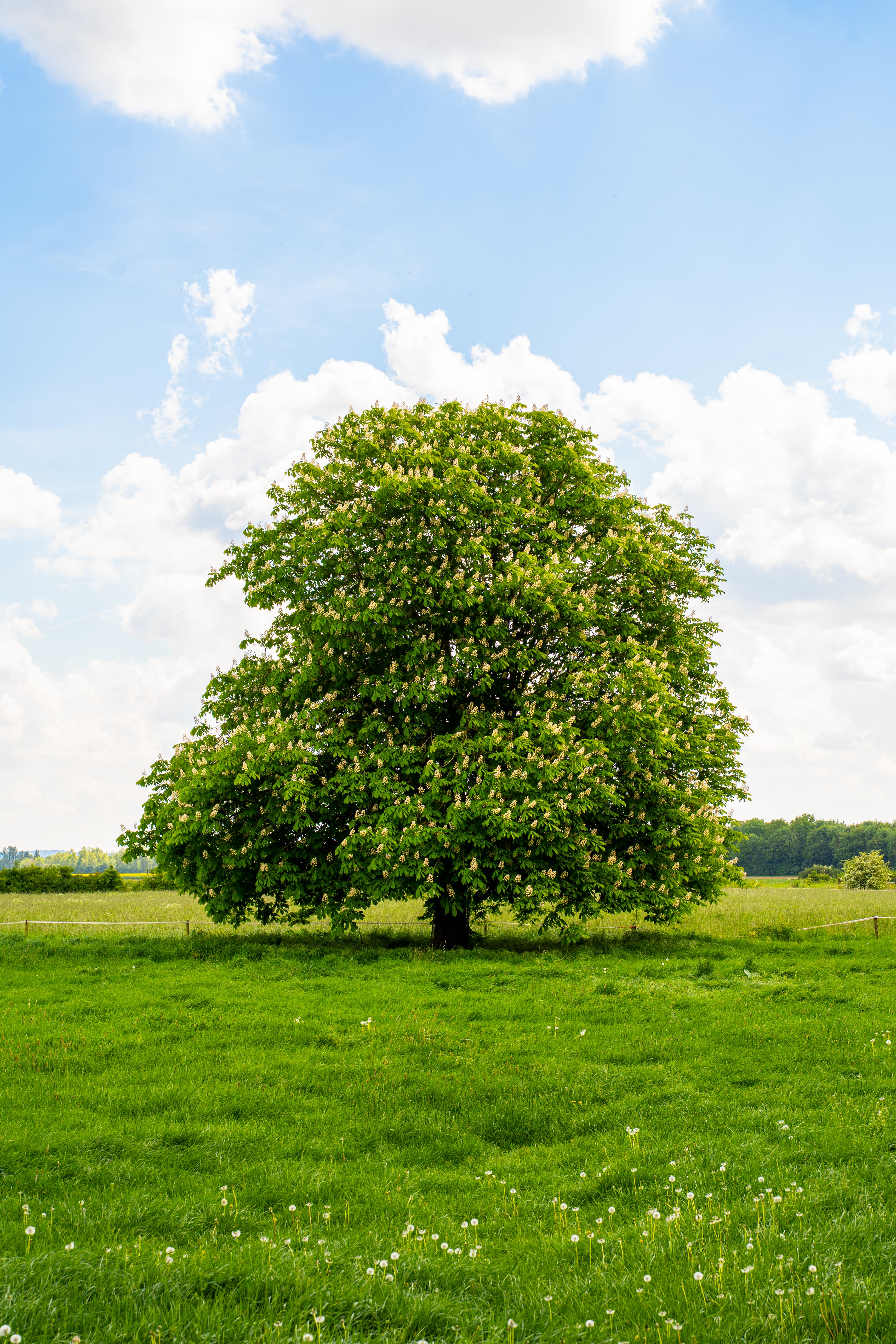 Zondag 21 Juni | Vaderdag Creatieve Workshop & Picknick